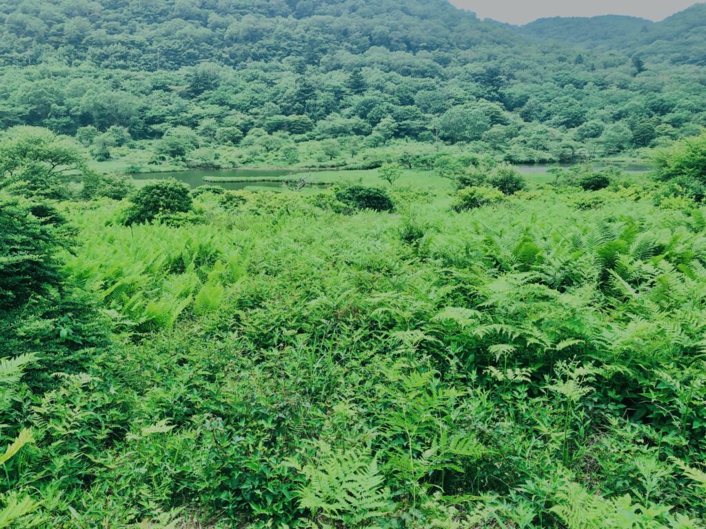 玉原湿原,湿原,群馬,水辺,池,