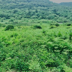 玉原湿原,湿原,群馬,水辺,池,