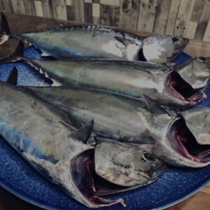 ソウダガツオ,平宗田,丸宗田,魚,釣り魚,伊豆,川奈,