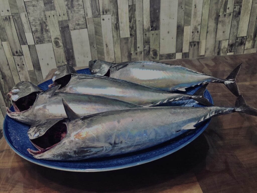 ソウダガツオ,平宗田,丸宗田,魚,釣り魚,伊豆,川奈,