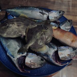 カワハギ,タマガシラ,ソウダガツオ,平宗田,丸宗田,魚,釣り魚,伊豆,川奈,