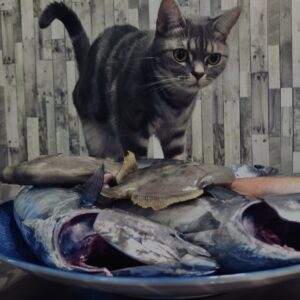 猫,アメショ,カワハギ,タマガシラ,ソウダガツオ,平宗田,丸宗田,魚,釣り魚,伊豆,川奈,