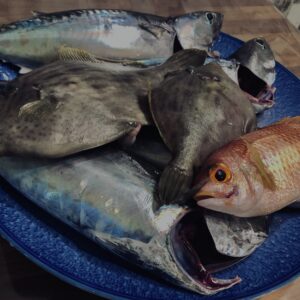 カワハギ,タマガシラ,ソウダガツオ,平宗田,丸宗田,魚,釣り魚,伊豆,川奈,