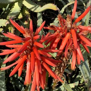 キダチアロエ,アロエの花,赤い花,花,南国,