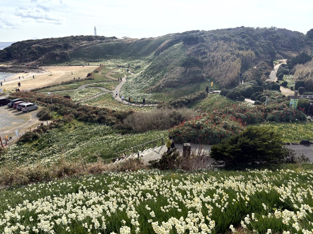 水仙,下田,爪木崎,草花,花,春,自然,