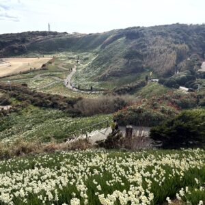水仙,下田,爪木崎,草花,花,春,自然,