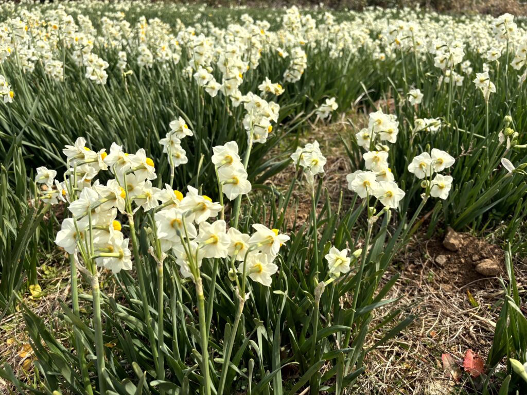 水仙,下田,爪木崎,草花,花,春,自然,
