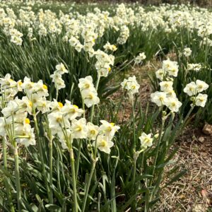 水仙,下田,爪木崎,草花,花,春,自然,