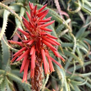 キダチアロエ,アロエの花,赤い花,花,南国,