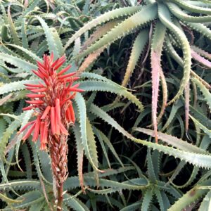 キダチアロエ,アロエの花,赤い花,花,南国,