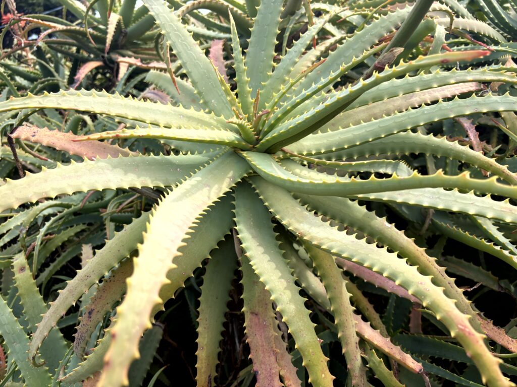 キダチアロエ,アロエの花,赤い花,花,南国,