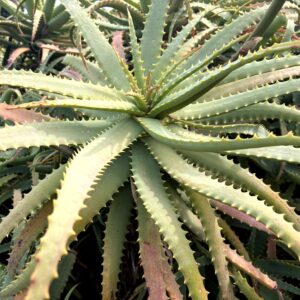 キダチアロエ,アロエの花,赤い花,花,南国,