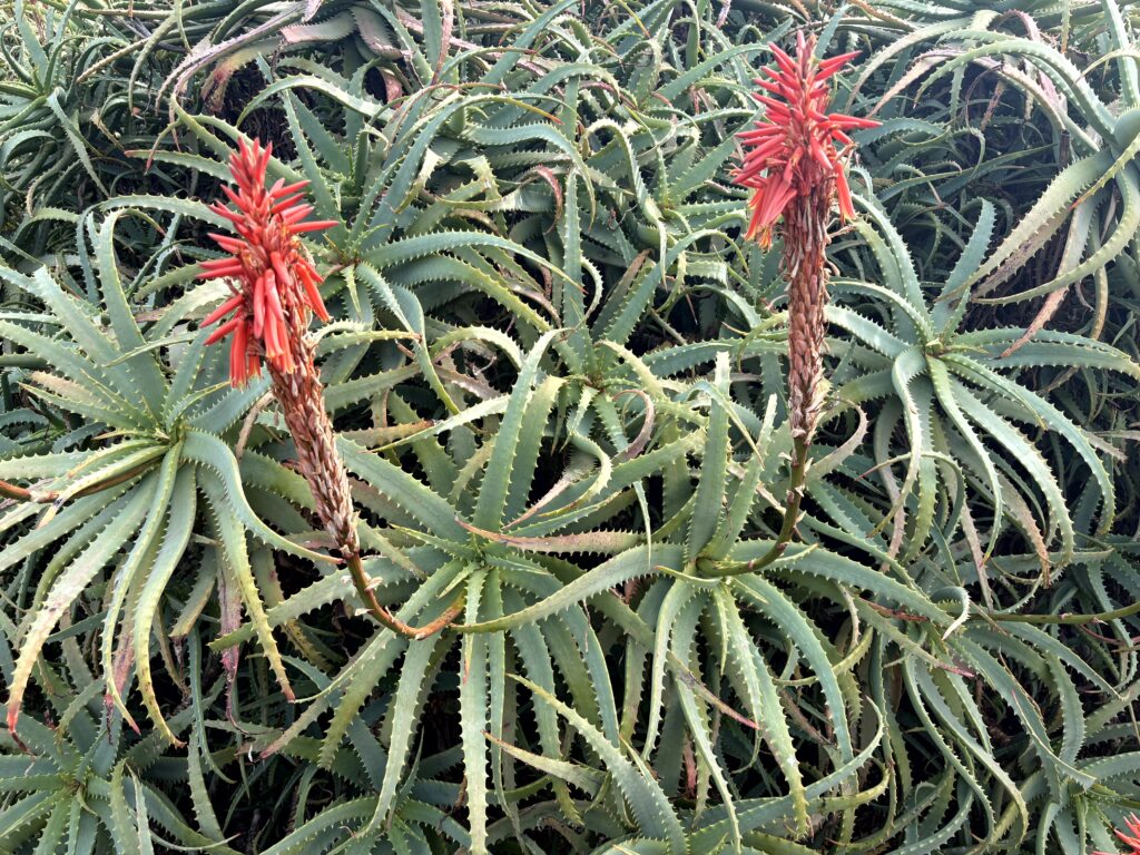 キダチアロエ,アロエの花,赤い花,花,南国,