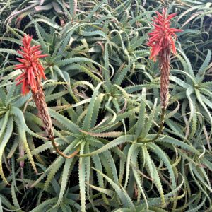 キダチアロエ,アロエの花,赤い花,花,南国,