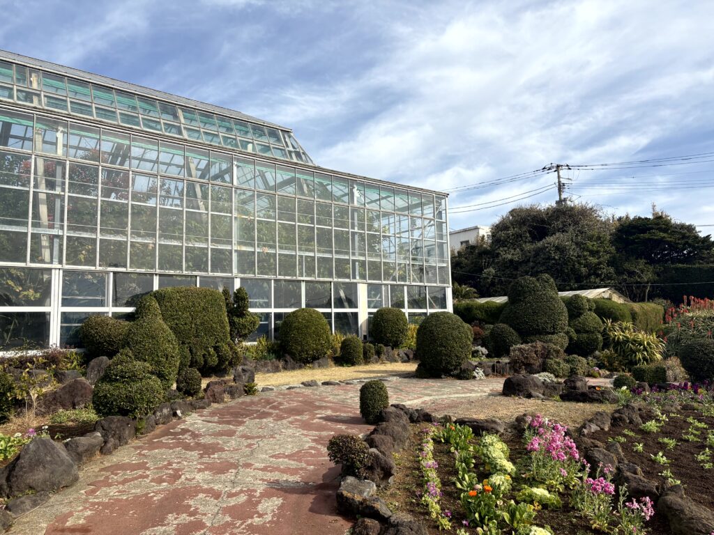 水仙,下田,爪木崎,草花,花,春,自然,