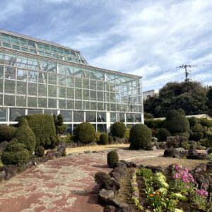 水仙,下田,爪木崎,草花,花,春,自然,