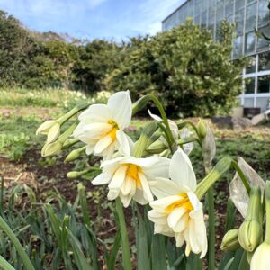水仙,下田,爪木崎,草花,花,春,自然,
