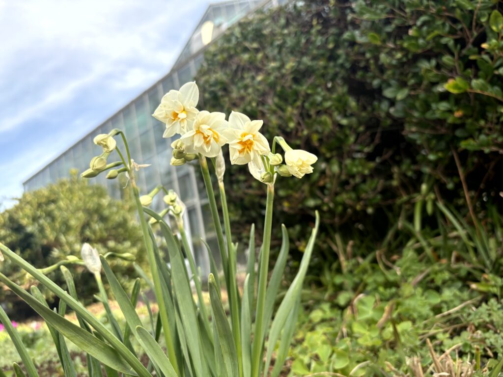水仙,下田,爪木崎,草花,花,春,自然,