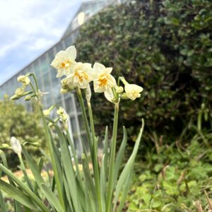 水仙,下田,爪木崎,草花,花,春,自然,