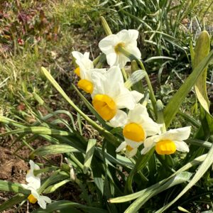 水仙,下田,爪木崎,草花,花,春,自然,