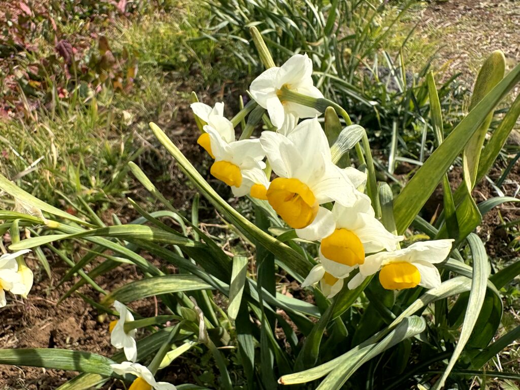 水仙,下田,爪木崎,草花,花,春,自然,