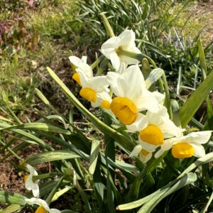 水仙,下田,爪木崎,草花,花,春,自然,