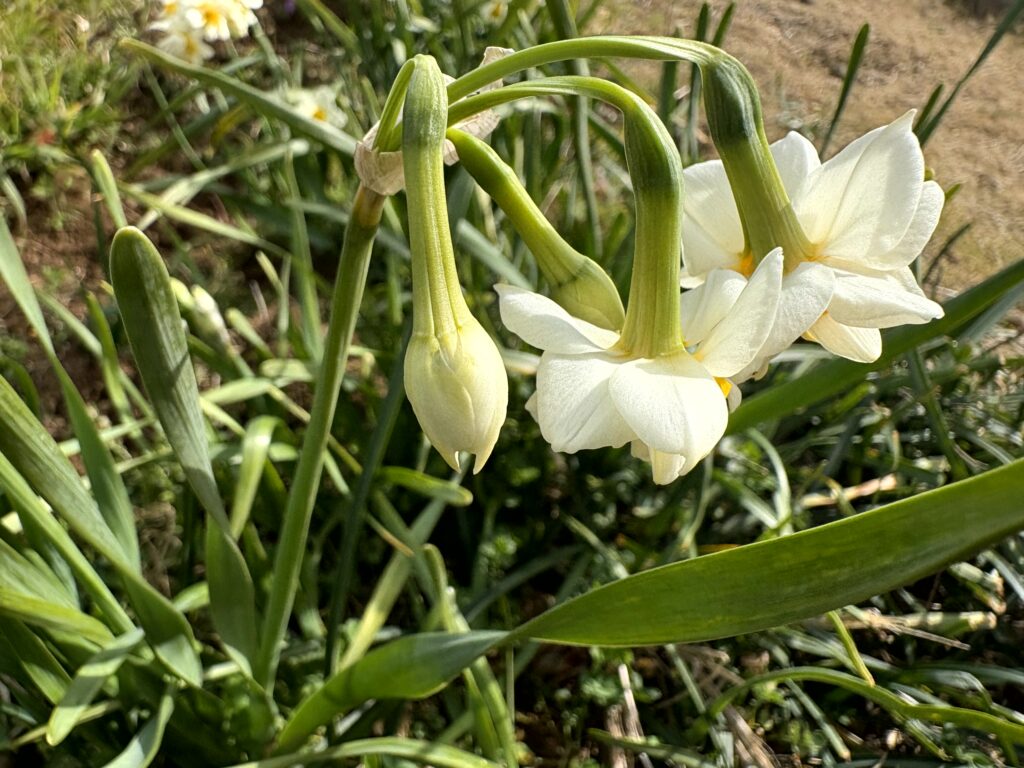 水仙,下田,爪木崎,草花,花,春,自然,