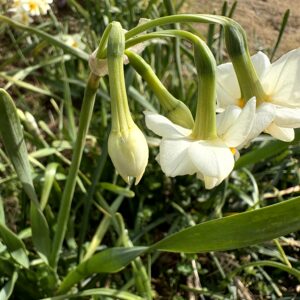 水仙,下田,爪木崎,草花,花,春,自然,