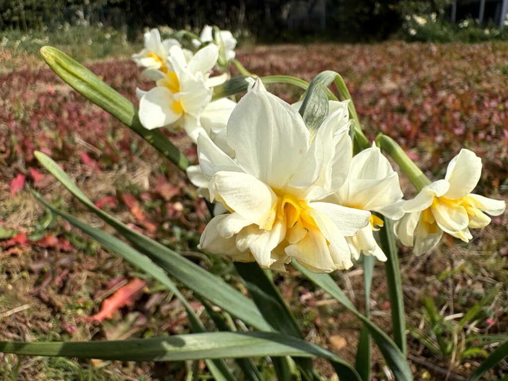 水仙,下田,爪木崎,草花,花,春,自然,