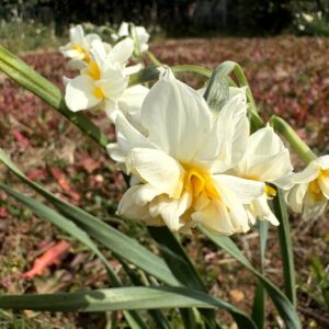 水仙,下田,爪木崎,草花,花,春,自然,