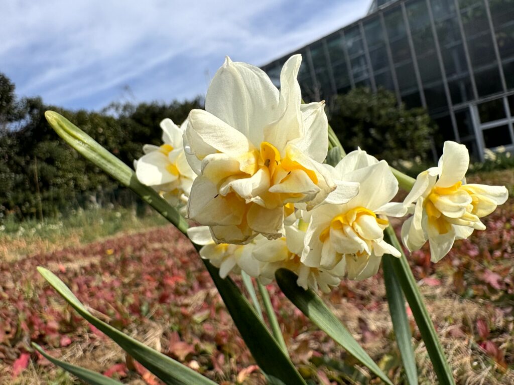 水仙,下田,爪木崎,草花,花,春,自然,
