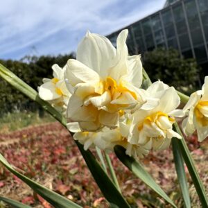 水仙,下田,爪木崎,草花,花,春,自然,