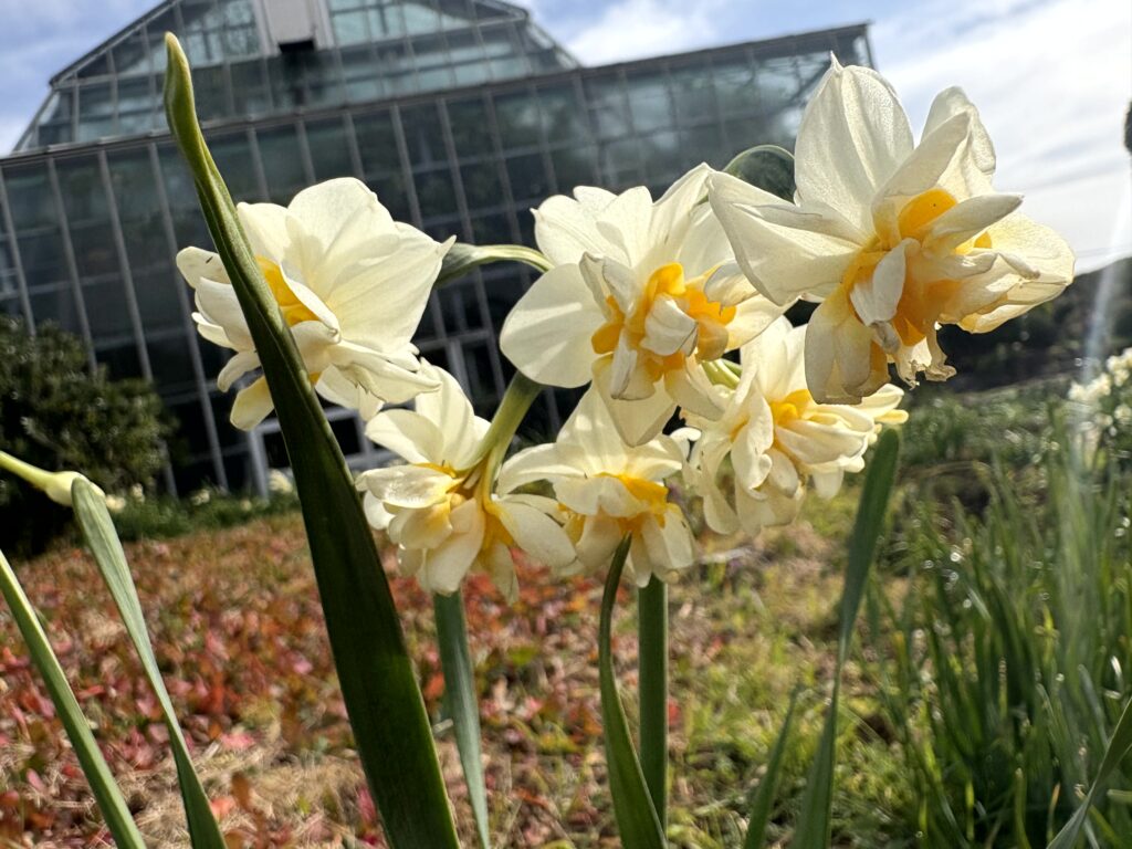 水仙,下田,爪木崎,草花,花,春,自然,