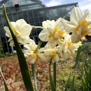 水仙,下田,爪木崎,草花,花,春,自然,