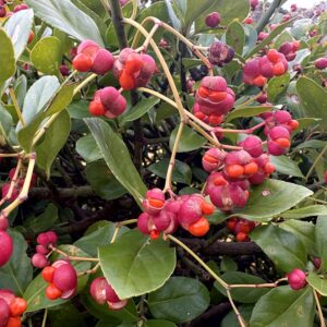 セイヨウマユミ,花,植物,木の実,ニシザキ科,