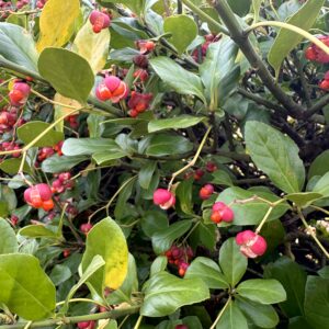 セイヨウマユミ,花,植物,木の実,ニシザキ科,