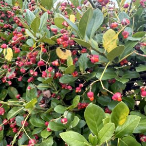 セイヨウマユミ,花,植物,木の実,ニシザキ科,