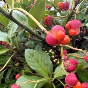 セイヨウマユミ,花,植物,木の実,ニシザキ科,