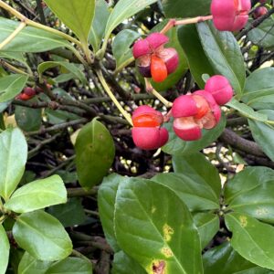 セイヨウマユミ,花,植物,木の実,ニシザキ科,