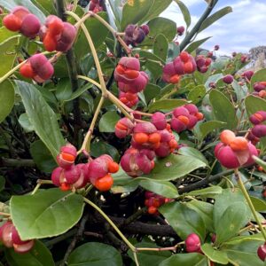 セイヨウマユミ,花,植物,木の実,ニシザキ科,