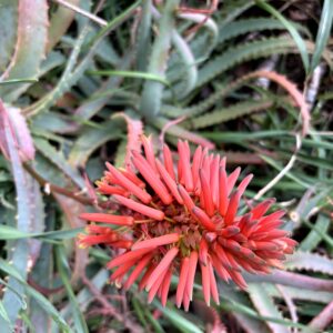 キダチアロエ,アロエの花,赤い花,花,南国,