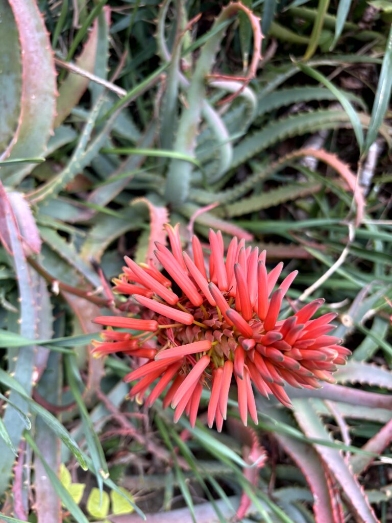 キダチアロエ,アロエの花,赤い花,花,南国,