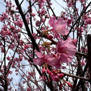 河津桜.春,ピンク,桜,早咲き,