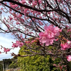 河津桜.春,ピンク,桜,早咲き,