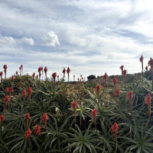 キダチアロエ,アロエ,南国,爪木崎,下田,