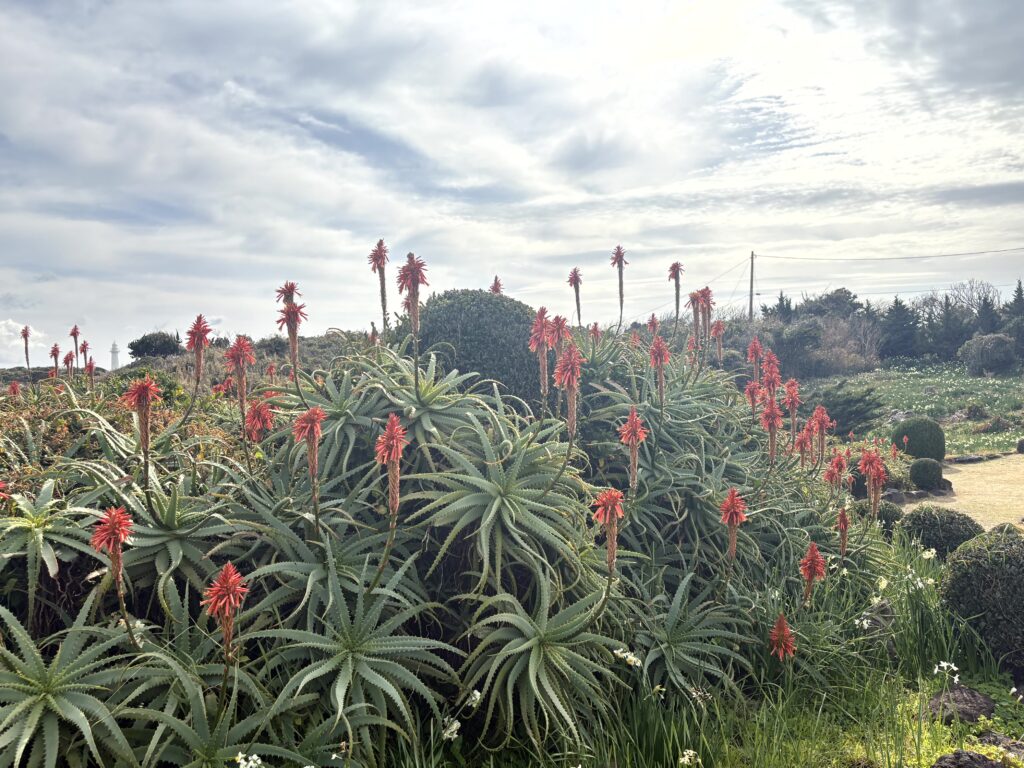 キダチアロエ,アロエ,南国,爪木崎,下田,