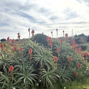 キダチアロエ,アロエ,南国,爪木崎,下田,