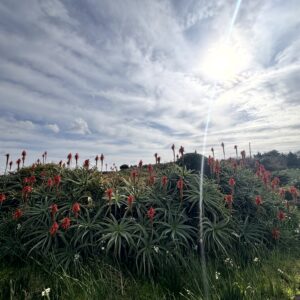 キダチアロエ,アロエ,南国,爪木崎,下田,