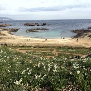 水仙,ヒガンバナ科,爪木崎,下田,ニホンズイセン,群生,