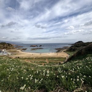 水仙,ヒガンバナ科,爪木崎,下田,ニホンズイセン,群生,